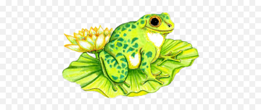 Largest Collection Of Free - Toedit Lilypad Stickers Frogs On Lily Pads Emoji,Frog Coffee Emoji