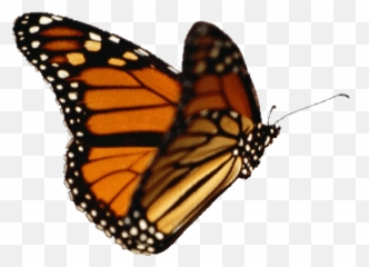Top Pepe Stickers For Android Ios - Real Butterfly Transparent Background Emoji,Butterfly Emoticon