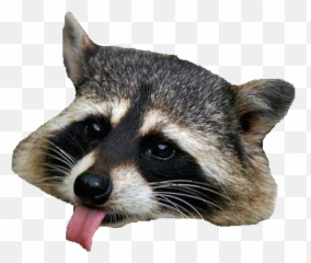 Raccoon Hd Png Transparent Raccoon Hd - Racoon Png Emoji,Raccoon Emoji