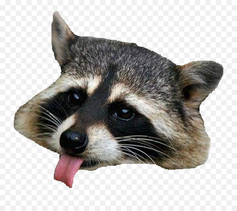 Raccoon Hd Png Transparent Raccoon Hd - Racoon Png Emoji,Raccoon Emoji