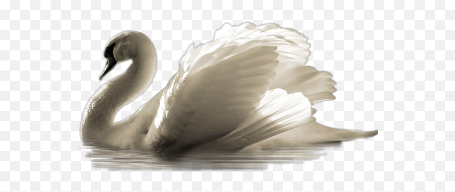 Swan Swans Swanlake Geese Trend - Swans Emoji,Swan Emoji