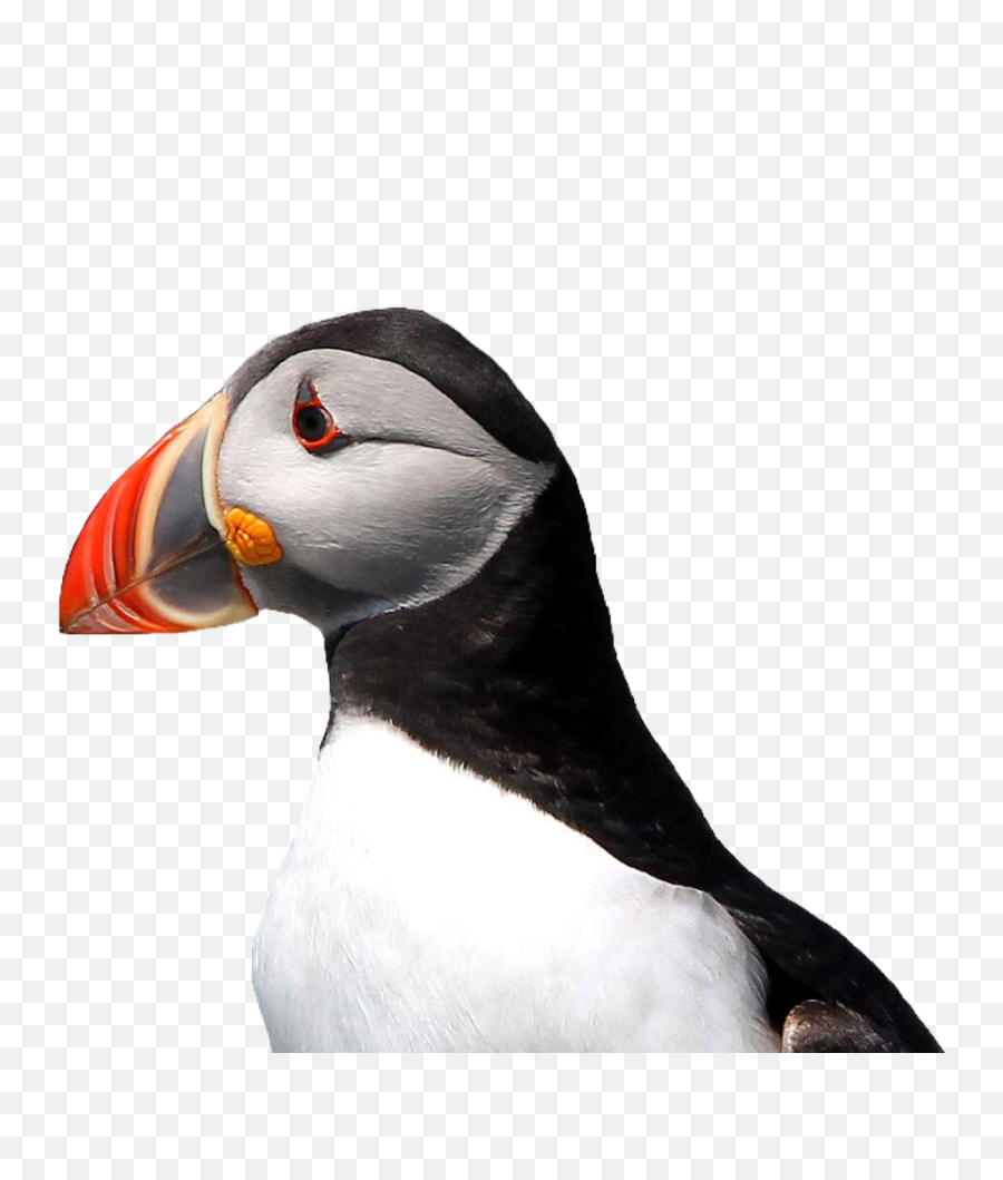 Puffin Bird Cute Pngs Png - Atlantic Puffin Emoji,Puffin Emoji