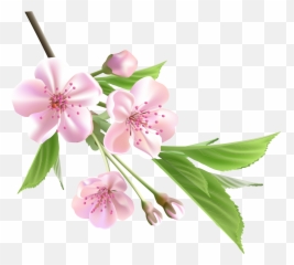 Free Cherry Blossom Flower Png Download Clip Art - Spring Emoji