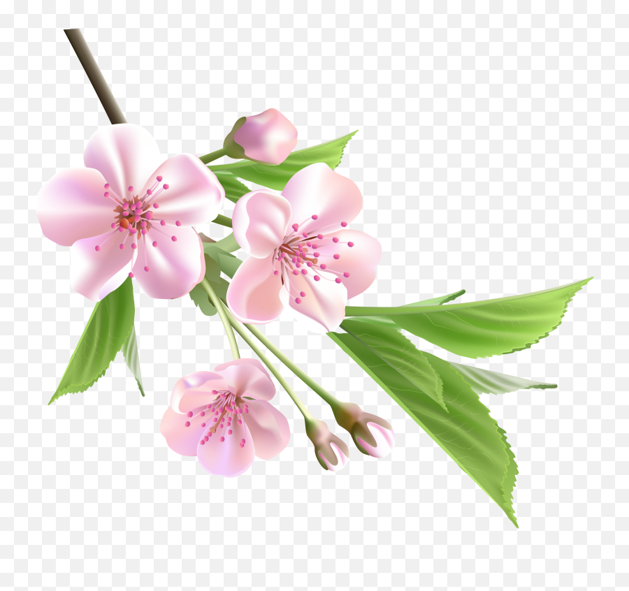 Free Cherry Blossom Flower Png Download Free Clip Art Free - Flower Spring Png Emoji,Cherry Blossom Emoji