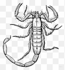 Scorpion Coloring Pages Scorpion Printable Coloring4free - Clipart Black And White Scorpion Emoji,Scorpion Emoji