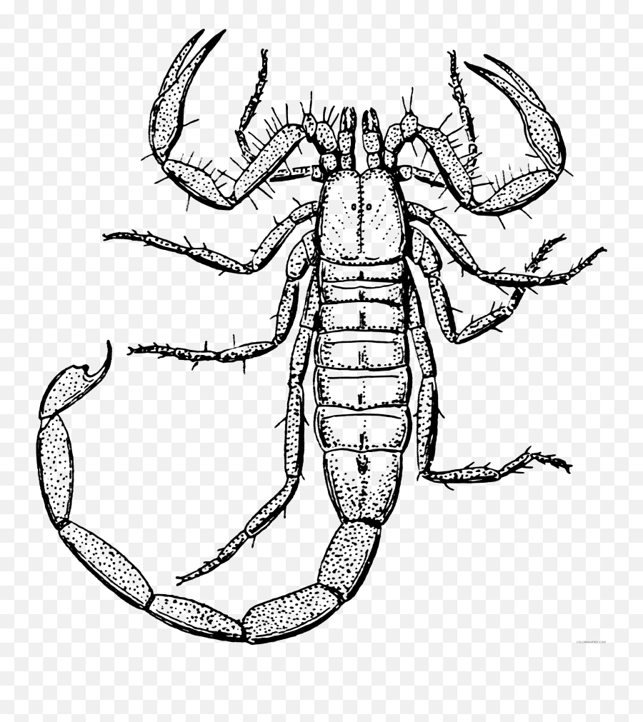Scorpion Coloring Pages Scorpion Printable Coloring4free - Clipart Black And White Scorpion Emoji,Scorpion Emoji