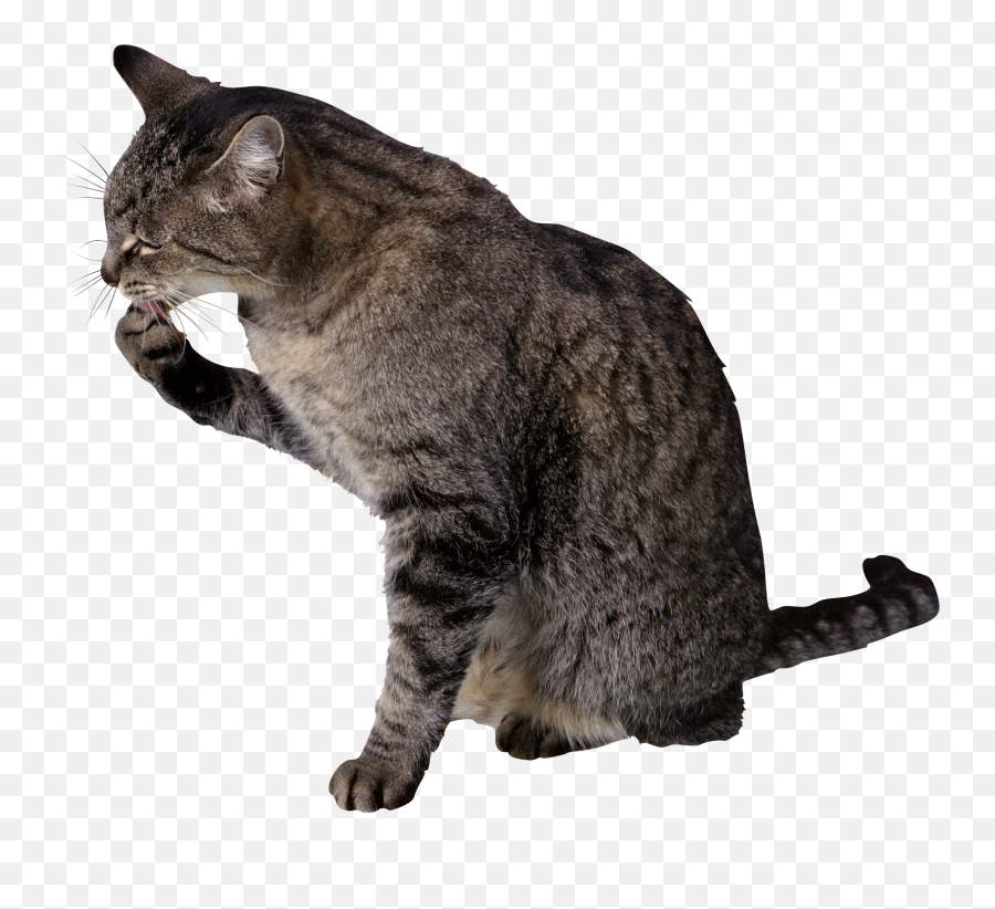 Cats Png Free Images Download - Cat Licking Paw Png Emoji,Cat And Zzz Emoji