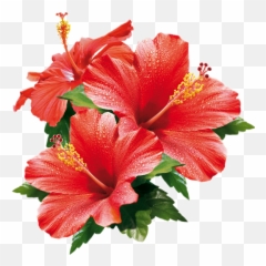 Hibiscus Flowers - Hawaiian Hibiscus Emoji,Hibiscus Emoji