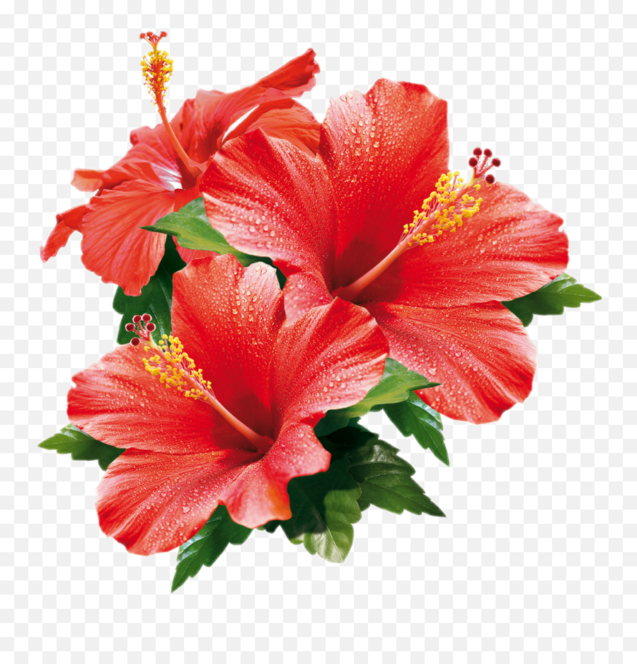 Hibiscus Flowers - Hawaiian Hibiscus Emoji,Hibiscus Emoji