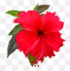 Hibiscus Flower Png Hibiscus Flower Png Transparent Free - Red Hibiscus Flower Png Emoji,Hibiscus Emoji