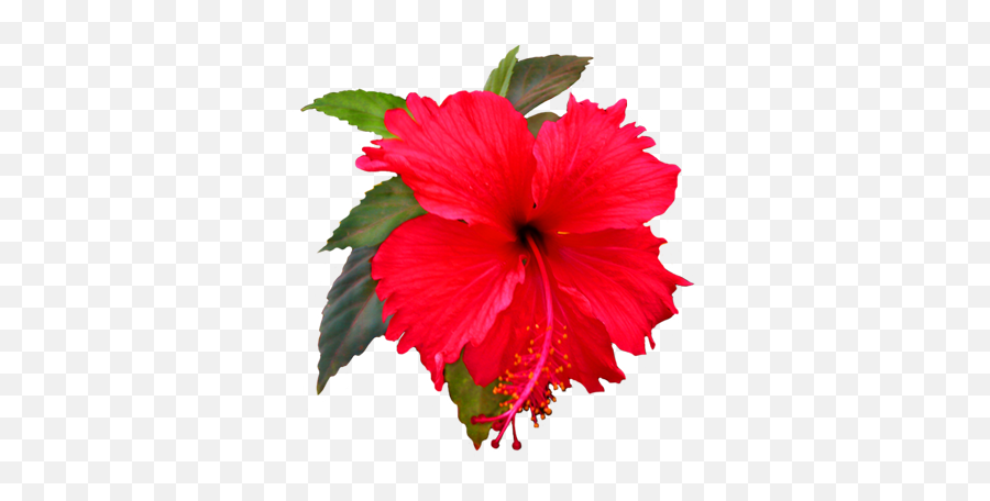 Hibiscus Flower Png Hibiscus Flower Png Transparent Free - Red Hibiscus Flower Png Emoji,Hibiscus Emoji