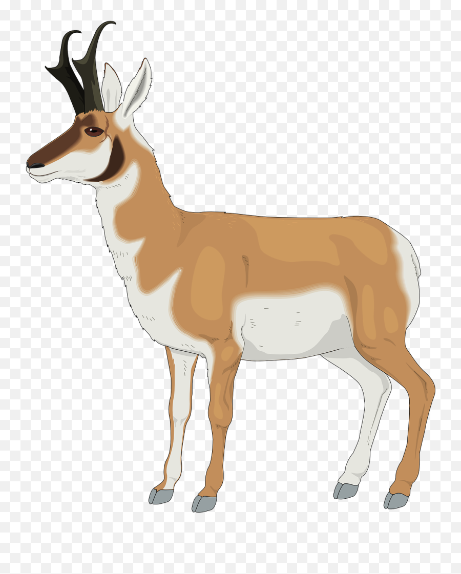 Animal Side View Antelope Antlers - Pronghorn Clipart Emoji,Horn Emoji