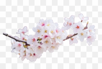 Cherryblossom Peachflower Flower Cherryflower - Blossom Emoji