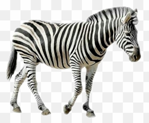 Freetoedit Animals Zebra Sticker - Jungle Animals With White Background Emoji,Zebra Emoji