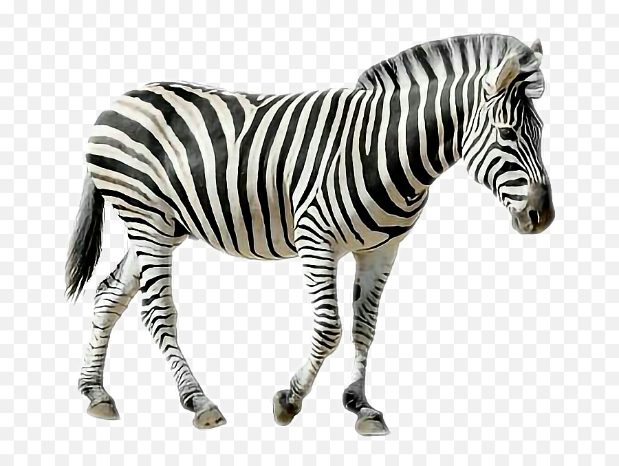 Freetoedit Animals Zebra Sticker - Jungle Animals With White Background Emoji,Zebra Emoji