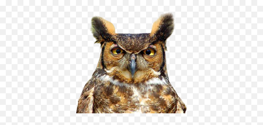 Owl Meme Stickers By - Eastern Screech Owl Emoji,Owl Emoji Iphone