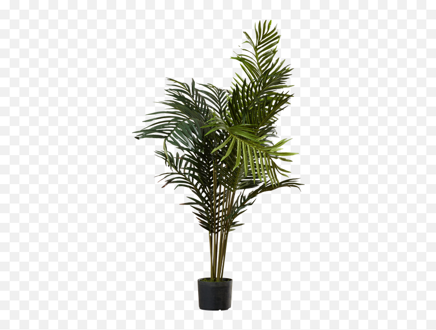 Download Hd Black Hammock Palm Tree - Palm Tree In Pot Png Emoji,Hammock Emoji