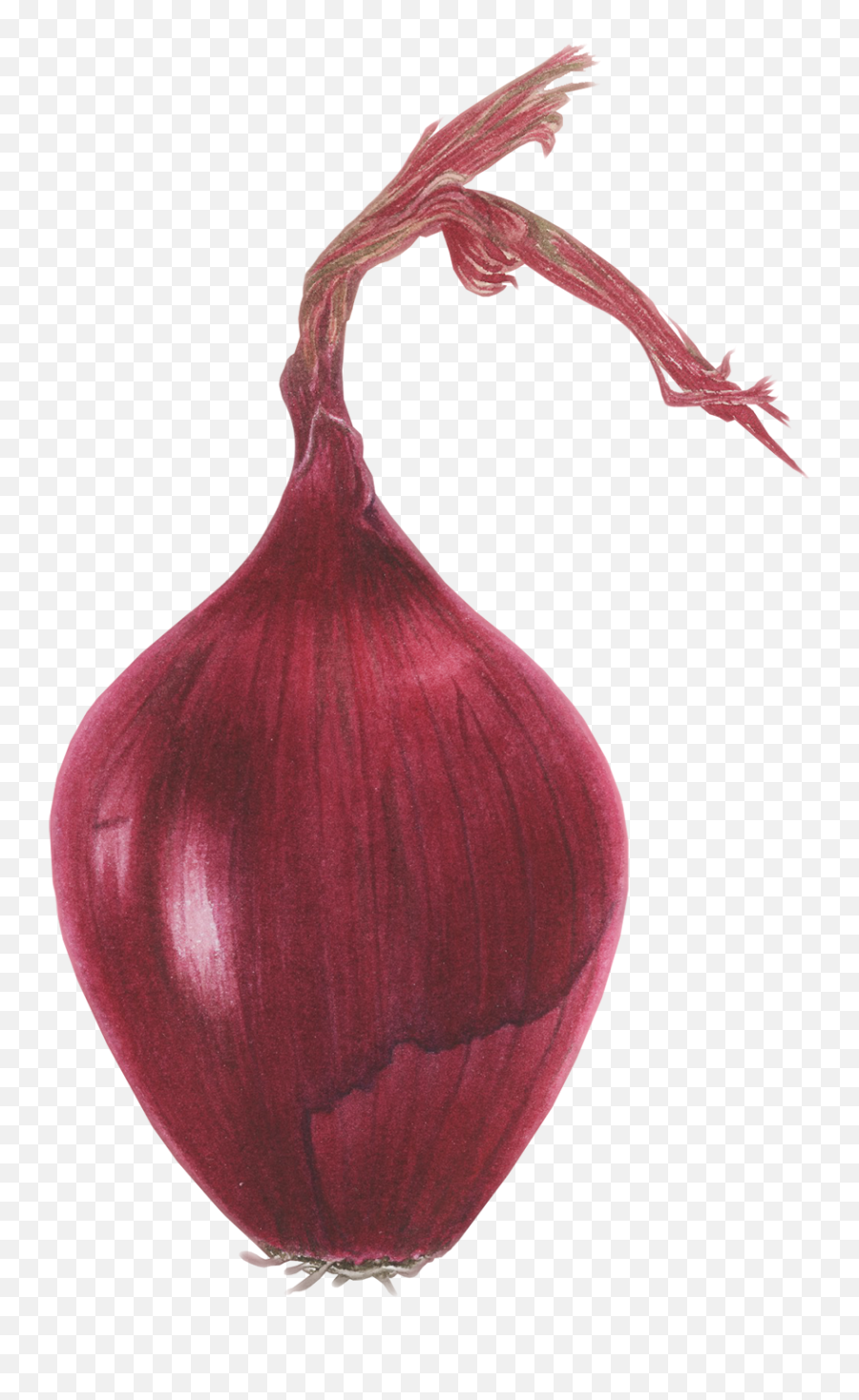 Red Onion - Red Onion Emoji,Onion Emoji