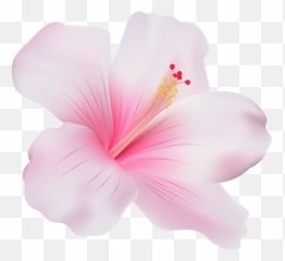 Download Free Png Pink - Hibiscus Flower Png Transparent Emoji,Hibiscus Emoji