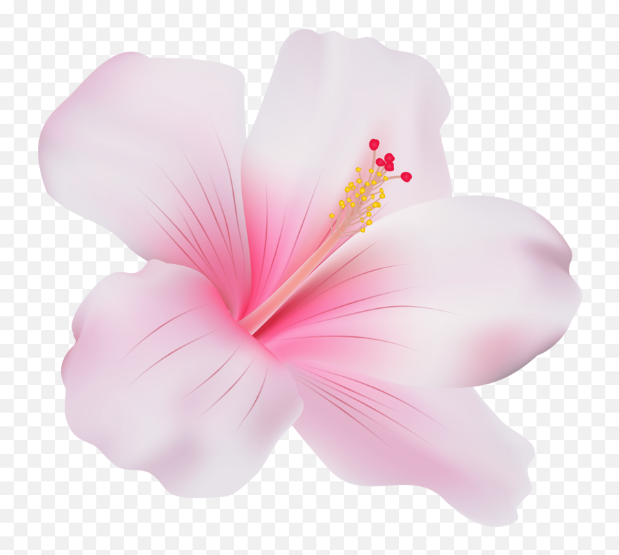 Download Free Png Pink - Hibiscus Flower Png Transparent Emoji,Hibiscus Emoji