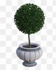 Plant Planter Pottedplant - Evergreen In A Pot Png Transparent Emoji,Potted Plant Emoji