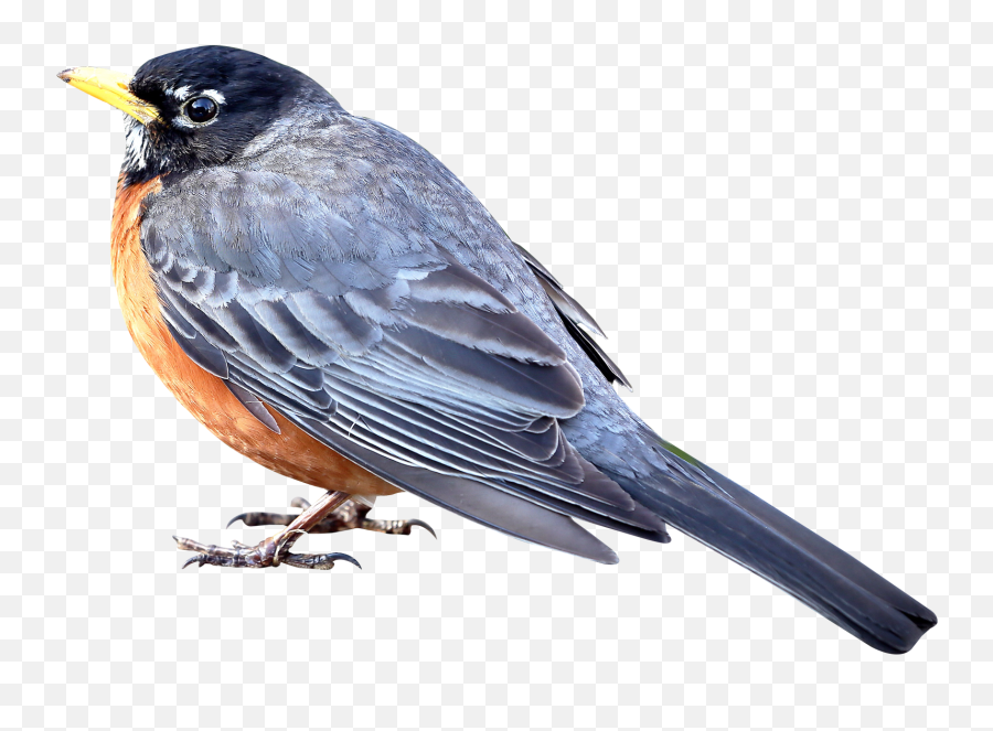 Birds Animals Png Icons - Small Bird Png Emoji,Bluebird Emoji