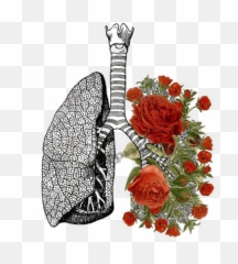 tumblr flower flowers rose roses lung lungs - Lungs Art Emoji