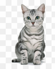 Png Emoji,Gray Cat Emoji