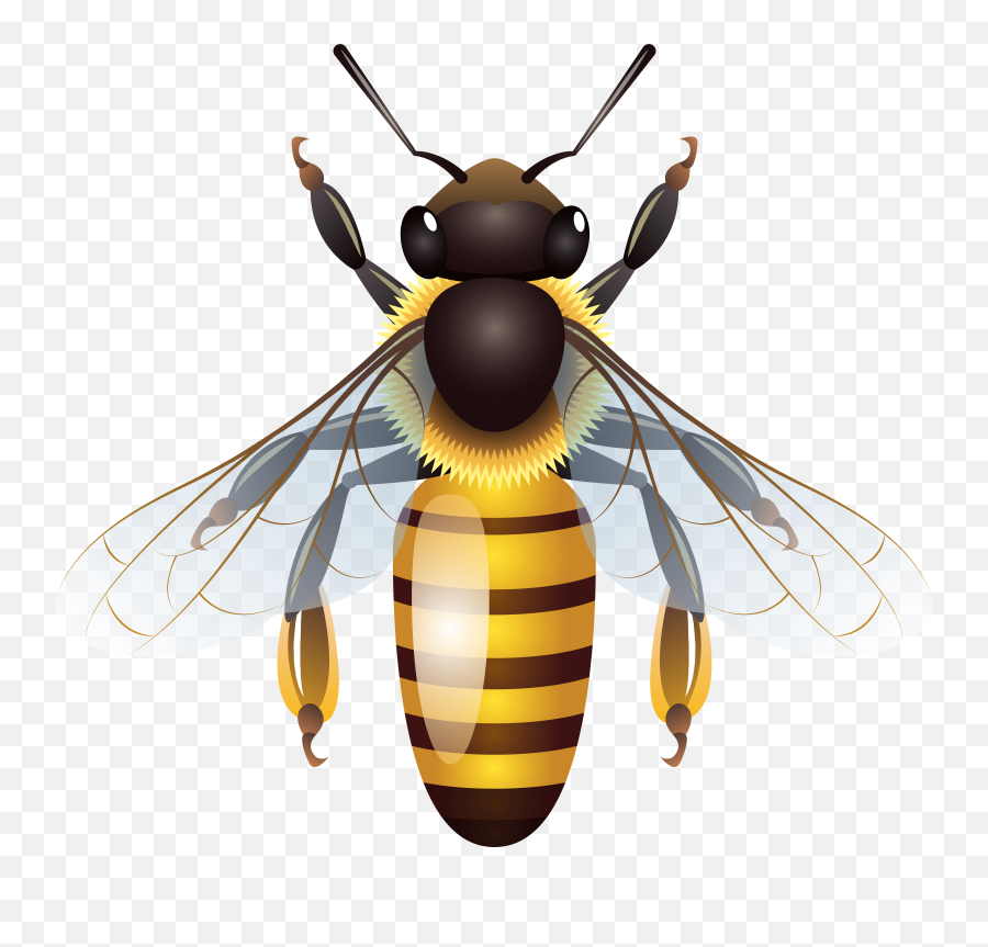 Honey Bee Transparent Png Clipart Emoji,Honey Bee Emoji
