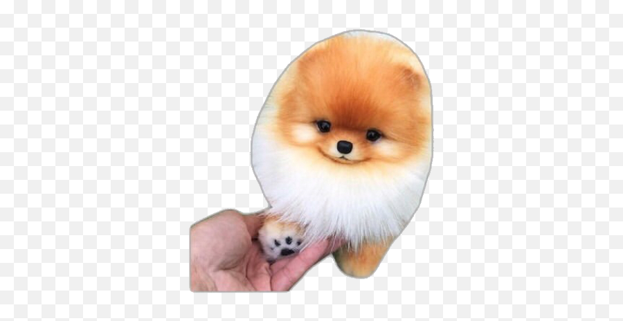 Puppy Dogs Dog Png Pomeranian - Dog Handshake Emoji,Pomeranian Emoji