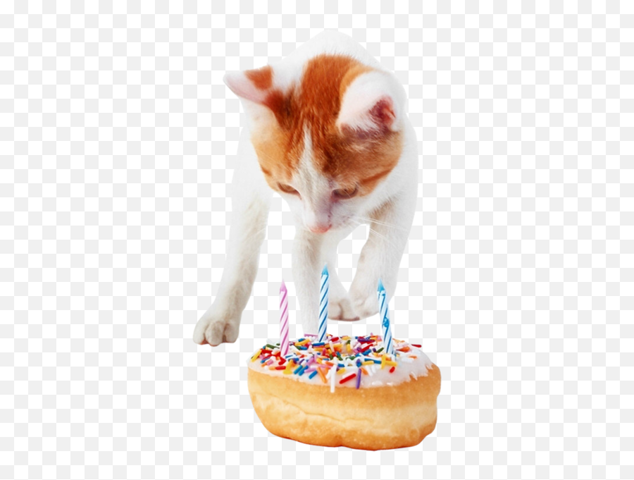 Birthday Cat - Png Cat Birthday Cake Emoji,Birthday Cat Emoji