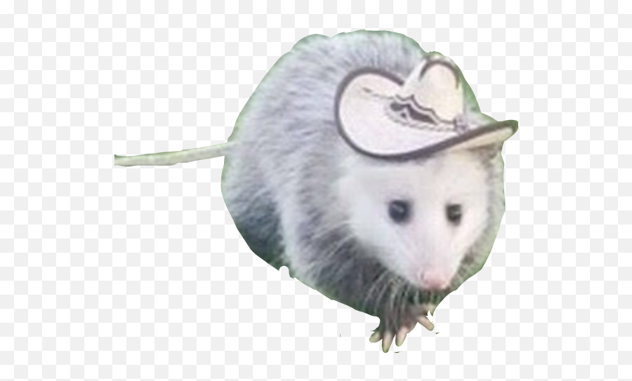 Trending Possum Stickers - Possum In A Cowboy Hat Emoji,Possum Emoji