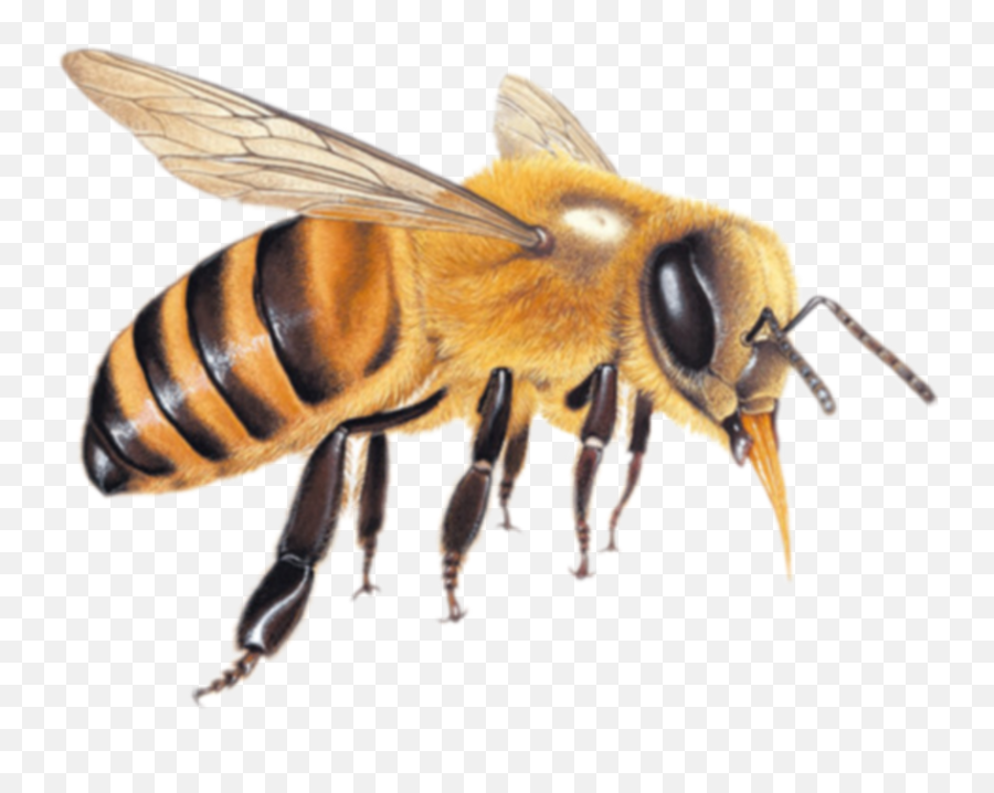 Honey Bee Stickers - Honey Bee Transparent Emoji,Honeybee Emoji