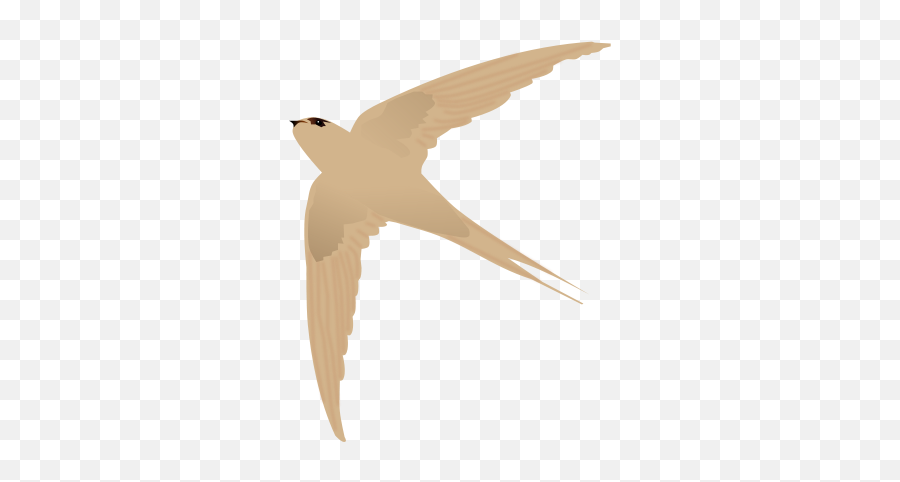 Asian Palm Swift - Gambar Burung Walet Png Emoji,Sand Emoji