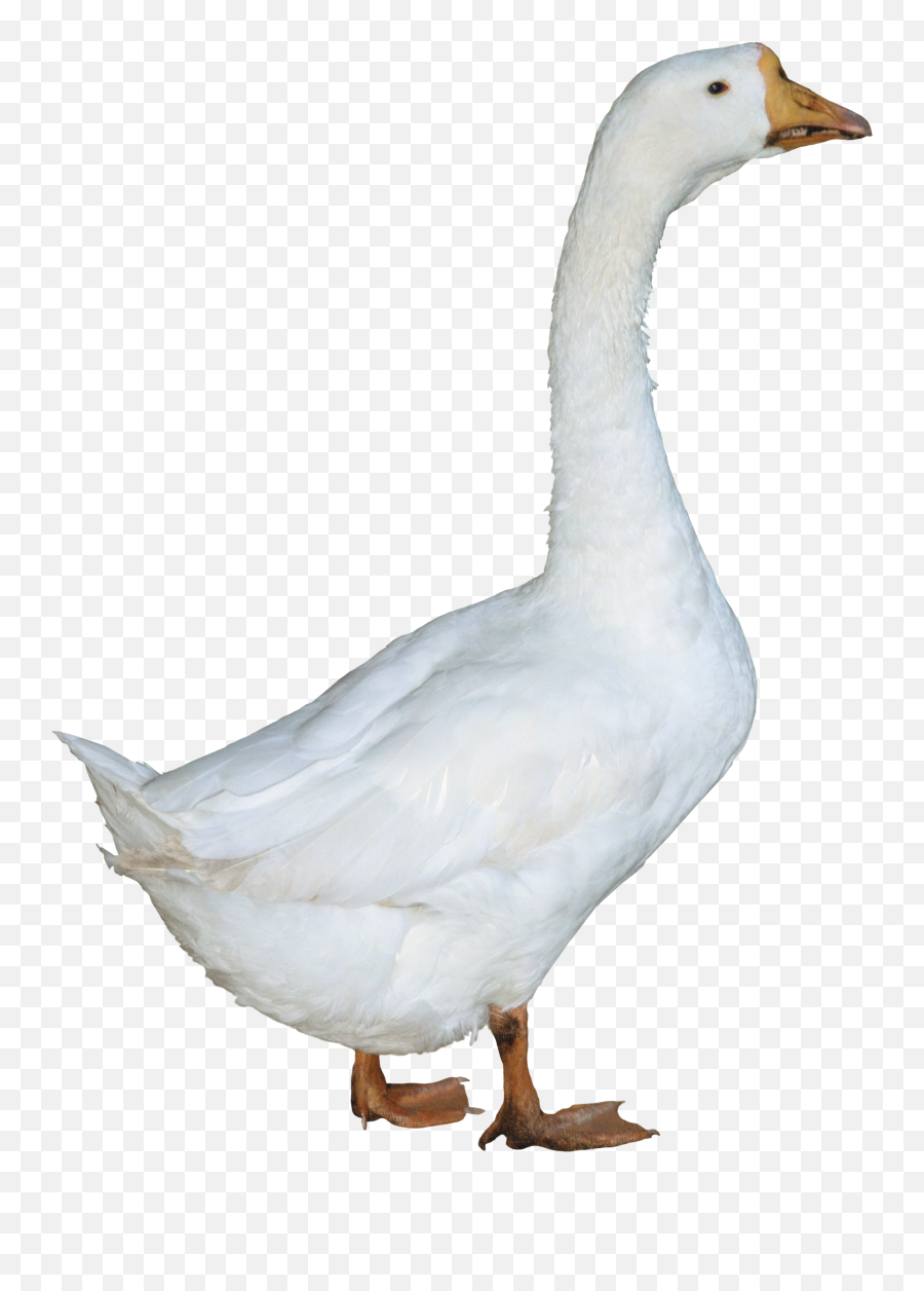 Ducks Geese And Swans Png U0026 Free Ducks Geese And Swanspng Emoji,Swan Emoji