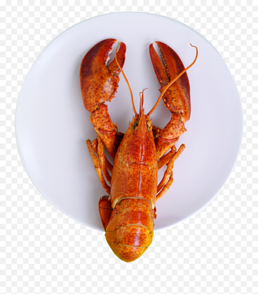 Lobster On White Saucer Png U2013 Png For Free - Iphone Lobster Wallpaper Hd Emoji,Flying Saucer Emoji