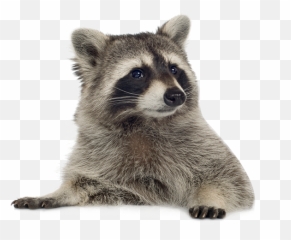 Raccoon Hd Png Transparent Raccoon Hd - Raccoon Transparent Png Emoji,Raccoon Emoji