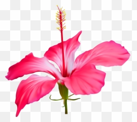 Hawaii Clipart Pink Hibiscus Flower Hawaii Pink Hibiscus - Hawaii Flower Transparent Free Emoji,Hibiscus Emoji