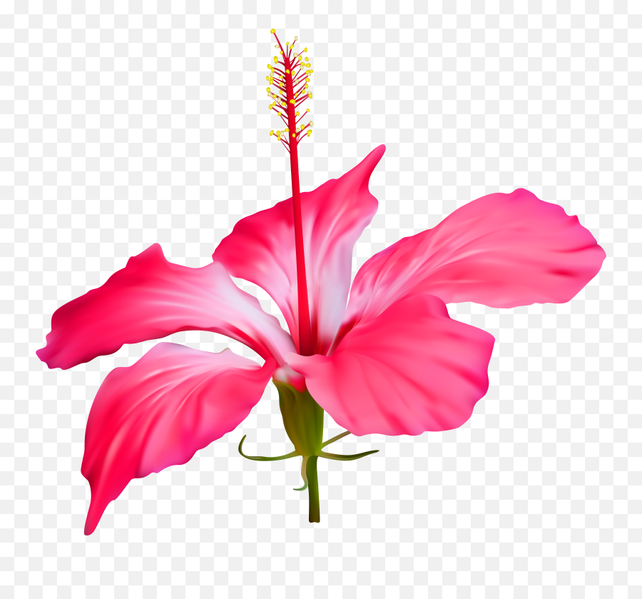Hawaii Clipart Pink Hibiscus Flower Hawaii Pink Hibiscus - Hawaii Flower Transparent Free Emoji,Hibiscus Emoji