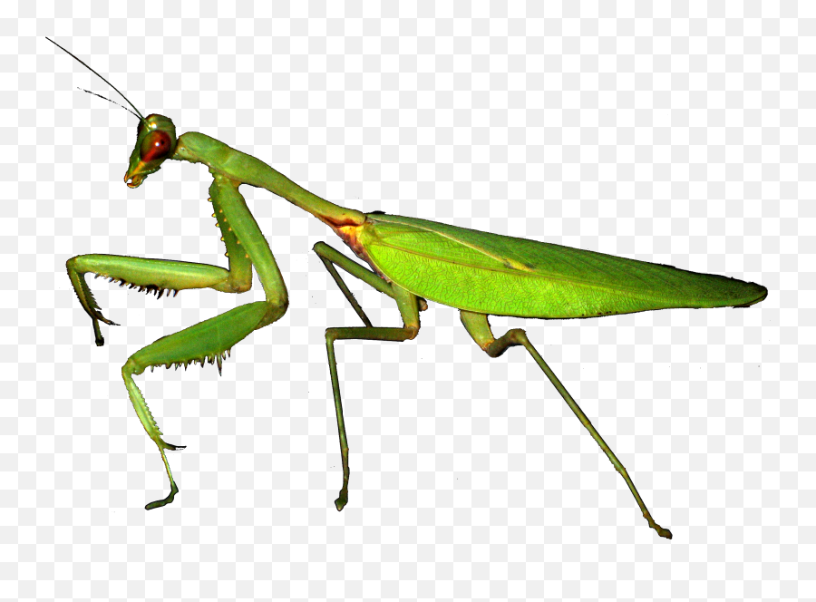 Mantis Png Images Free Download - Transparent Mantis Emoji,Praying Mantis Emoji