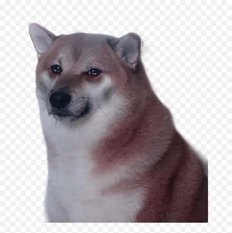 Doge Sad Me Cheems Sticker - They Say It Be Like That Sometimes But Lately It Be Like That All The Time Emoji,Doge Emoji