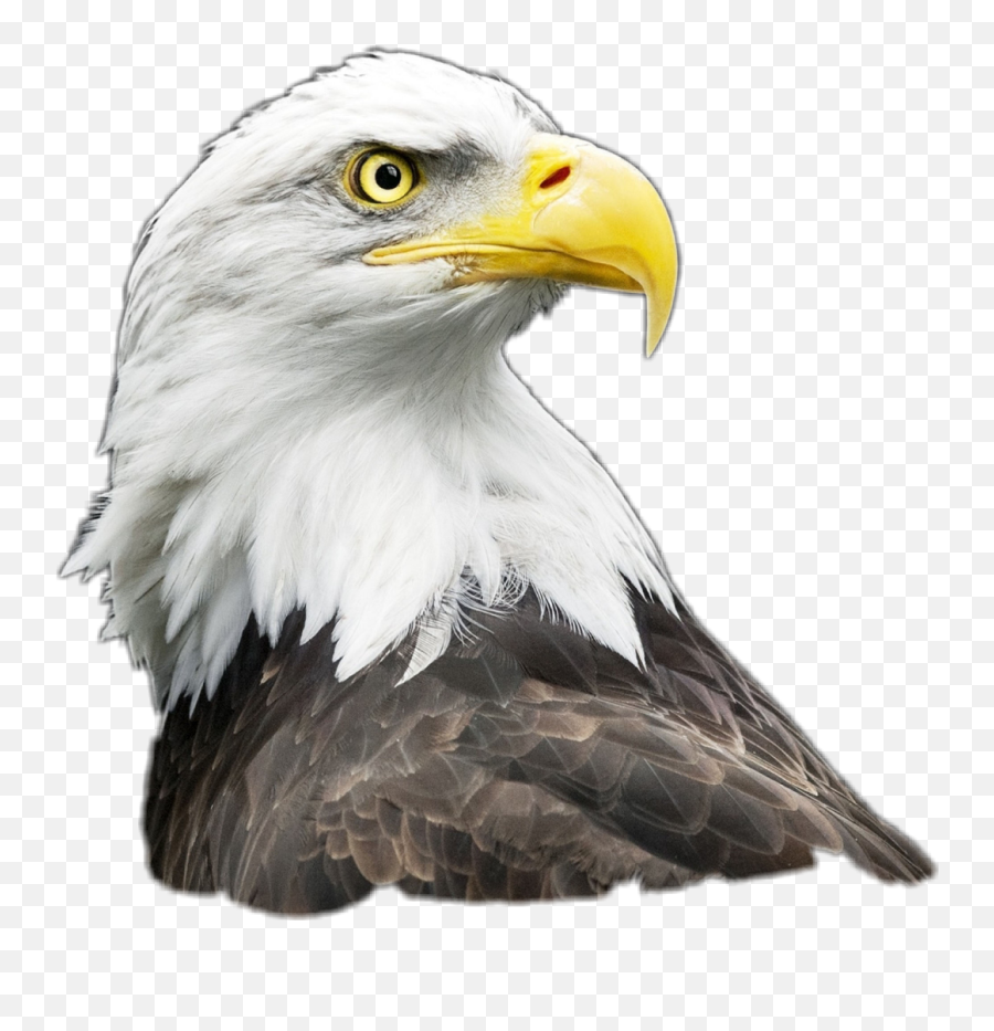Eagle Clipart Agila - Eagle Head Emoji,Bald Eagle Emoji