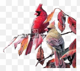 Pin By Josiane On Wc Animals In 2020 Animated Gif - Northern Cardinal Emoji,Cardinal Bird Emoji