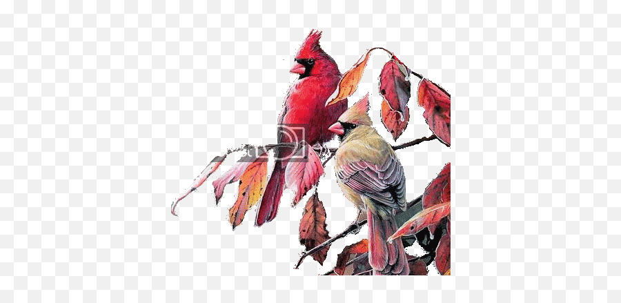 Pin By Josiane On Wc Animals In 2020 Animated Gif - Northern Cardinal Emoji,Cardinal Bird Emoji