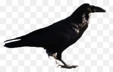 Rook Bird - Rook Bird Transparent Emoji,Black Bird Emoji