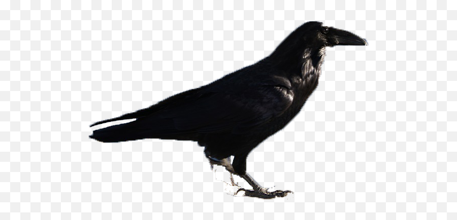 Rook Bird - Rook Bird Transparent Emoji,Black Bird Emoji