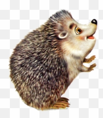 Porcupine Png And Vectors For Free Download - Hedgehog Clipart Png Emoji,Hedgehog Emoji