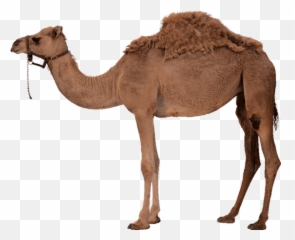 Camel - Camel Png Emoji,Camel Emoji