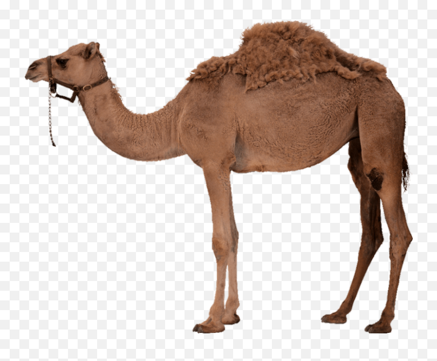 Camel - Camel Png Emoji,Camel Emoji