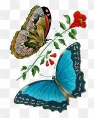 Clipart butterfly cupcake - Butterflies Emoji
